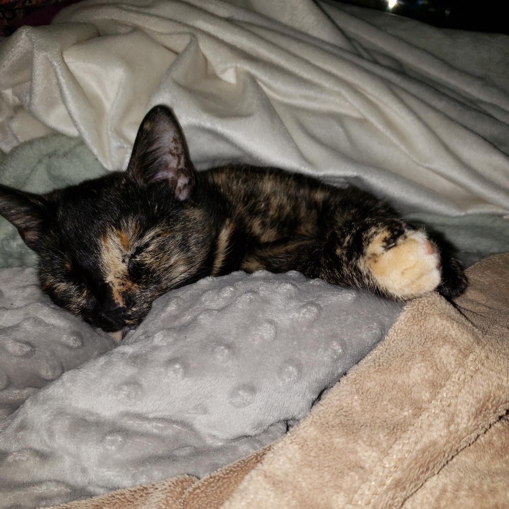 Meet your Posher, Ella